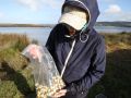 En la primera jornada de marisqueo en Baldaio tras la apartura del canal se pudieron recoger muy pocas almejas y berberechos vivos