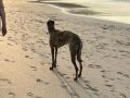 Una vecina de Malpica caminando con su perro por Area Maior