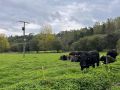 La granja de Carballo perjudicada por la falta de suministro