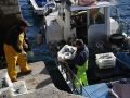 Una descarga de pescado en el puerto de Malpica