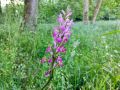Dactylorhiza elata en Cabana de Bergantiños