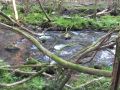 El BNG reclama actuaciones urgente de limpieza del cauce del río