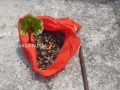 Percebe incautado este jueves