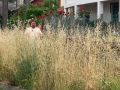 El PSOE denuncia la falta de limpieza en Muxia