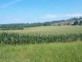 Un campo de maíz de la comarca de Bergantiños