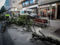 quintana. Ã¡rbol caÃ­do en la calle Barcelona