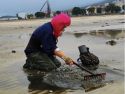 Una mariscadora de Corcubión extrayendo almejas con raño en la ría  cedida