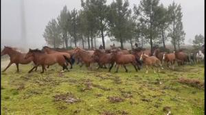 El ideal gallego