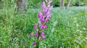 Dactylorhiza elata en Cabana de Bergantiños