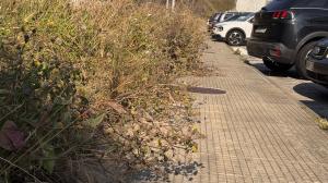 La maleza invade la acera en la rúa Ventorrillo de Malpica