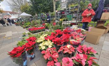 Las plantas navideñas destacaban este jueves en Carballo