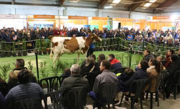 El ideal gallego