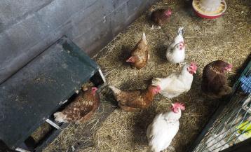 Las gallinas quedarán confinadas a partir del lunes 10 en los municipios afectados