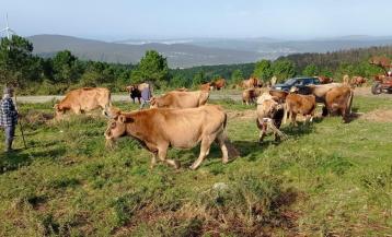Las vacas que pastan en Montecelo