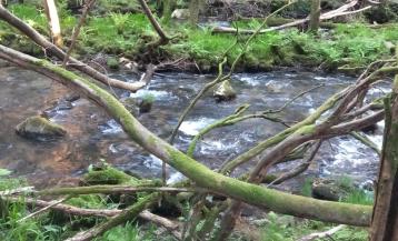 El BNG reclama actuaciones urgente de limpieza del cauce del río