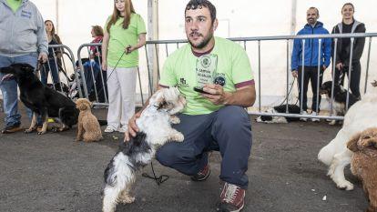 Concurso canino zas 015