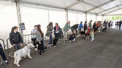 Concurso canino zas 025