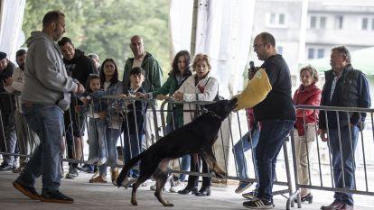 Concurso canino zas 017
