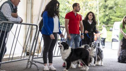 Concurso canino zas 008