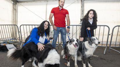 Concurso canino zas 013
