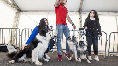 Concurso canino zas 014