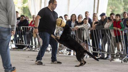 Concurso canino zas 019