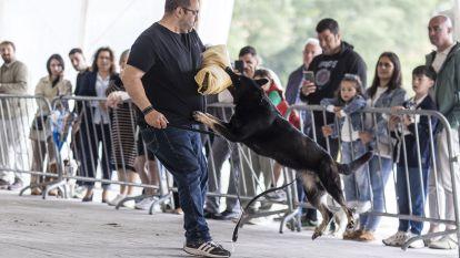 Concurso canino zas 018