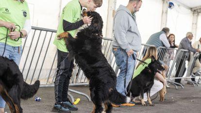 Concurso canino zas 011