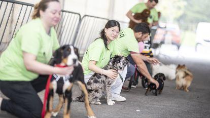 Concurso canino zas 003