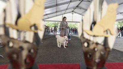 Concurso canino zas 022