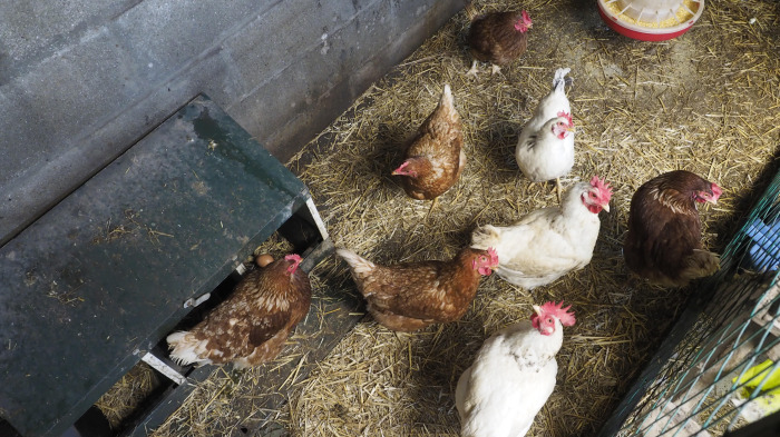 Las gallinas quedarán confinadas a partir del lunes 10 en los municipios afectados