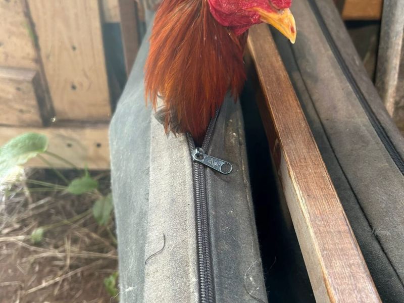 Peleas de gallos en Coristanco (2)