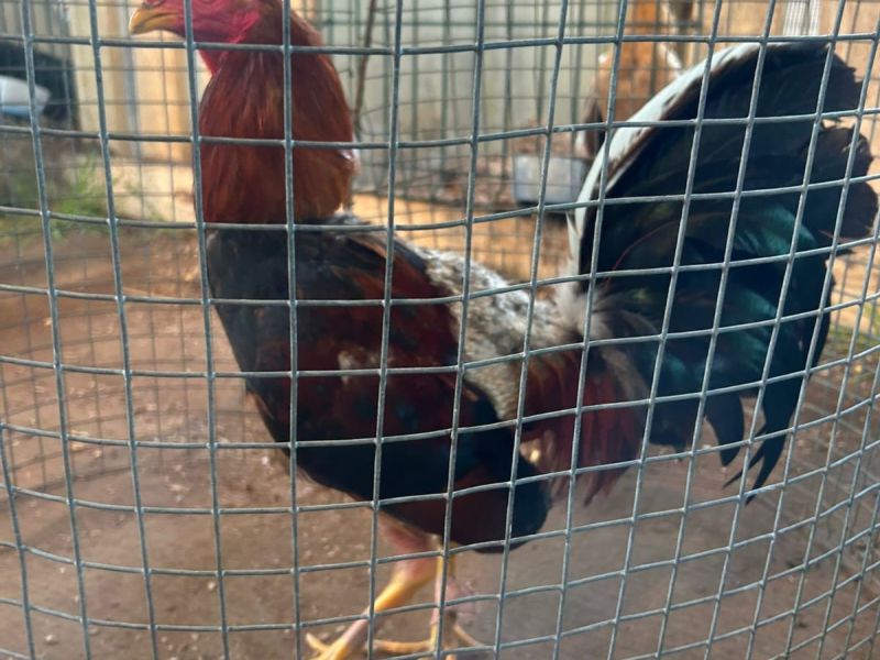Peleas de gallos en Coristanco (4)