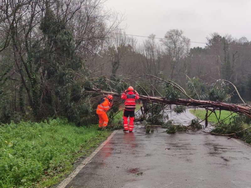 Arbol caido en carballo