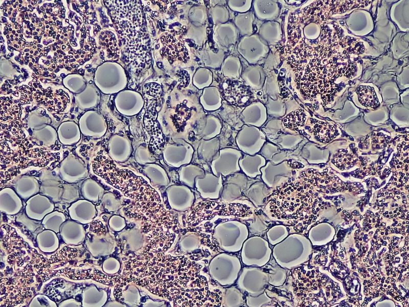 Bioscience image library by fayette reynolds S07 mK6zNeY unsplash