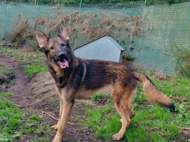 Lobo, otro perrito en adopciu00f3n 