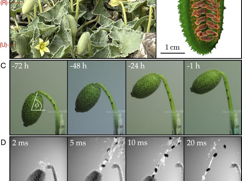 Pnas.2410420121fig01