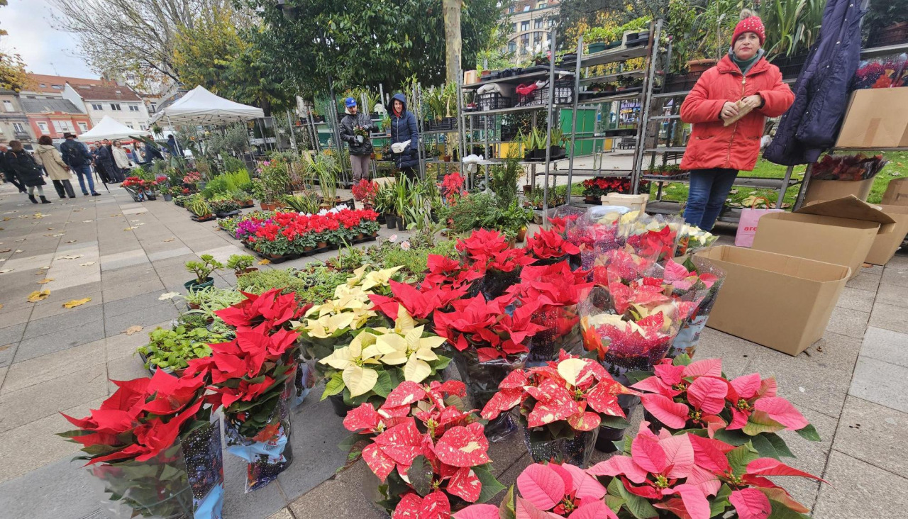 Las plantas navideñas destacaban este jueves en Carballo