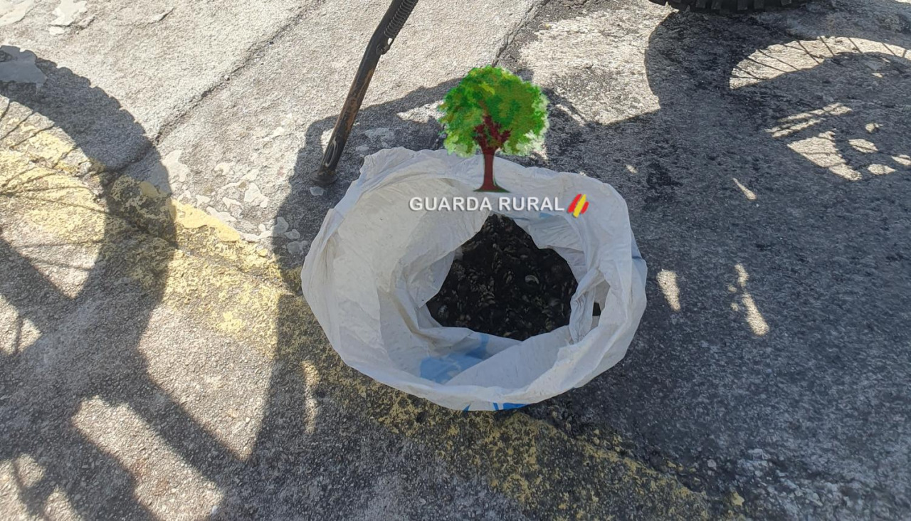 El percebe incautado en Niñons