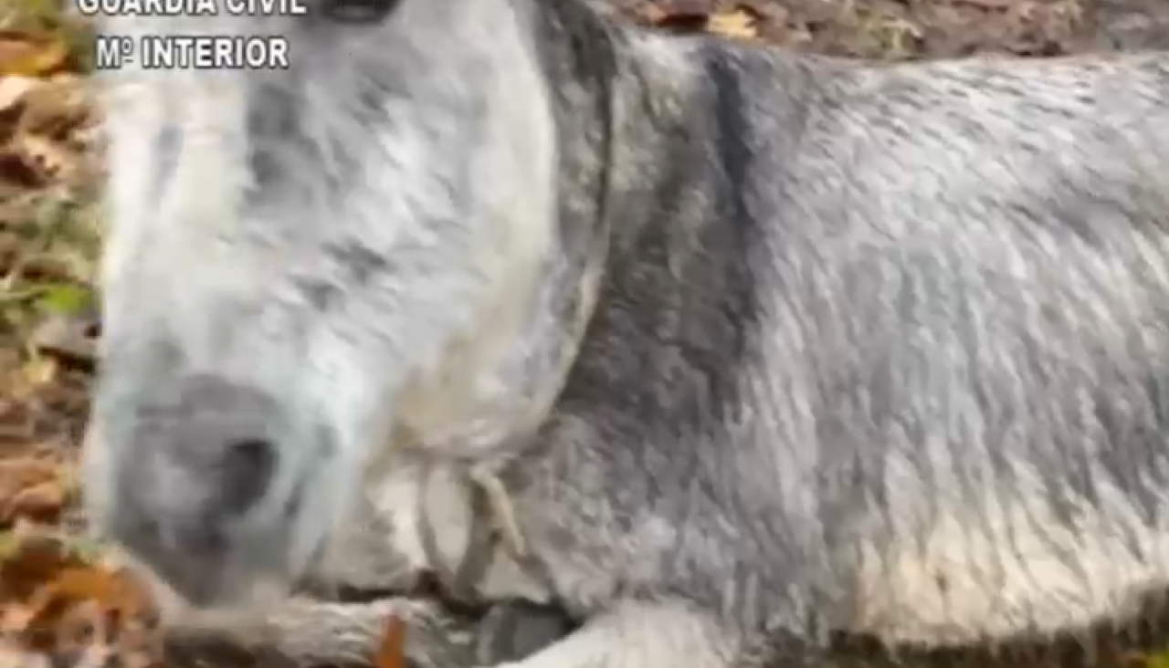 Burro maltratado en Dumbru00eda