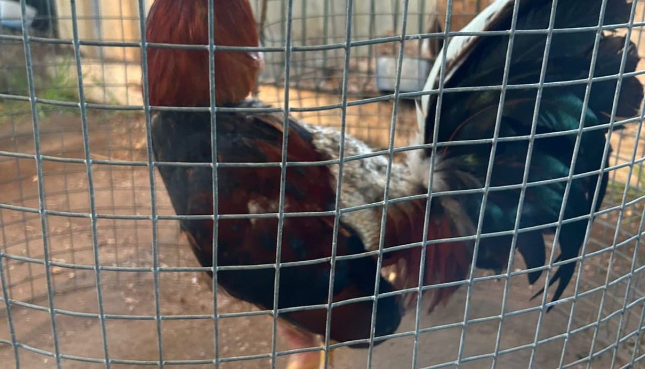Peleas de gallos en Coristanco (4)