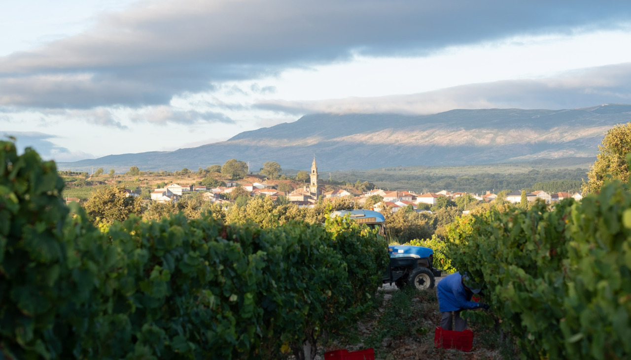 Vendimia en bodega Pazos del Rey (1)