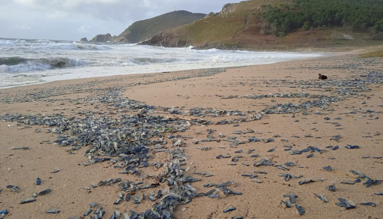 Medusas en la playa de Mar de Fóra este jueves