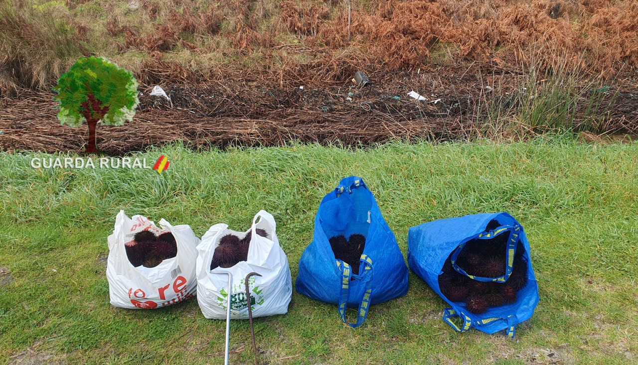 Los erizos interceptados en la isla de A Estrela | cedida