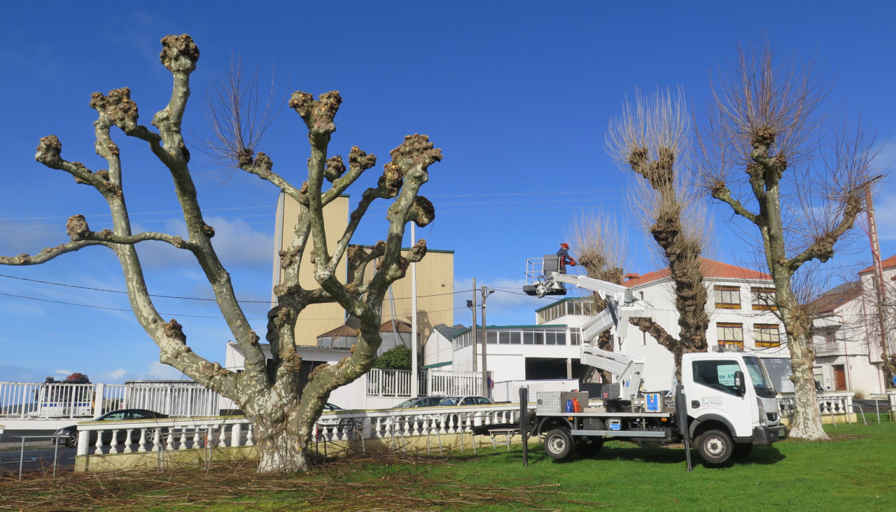 La firma larachesa Viveiros Amado es la encargada de realizar los trabajos