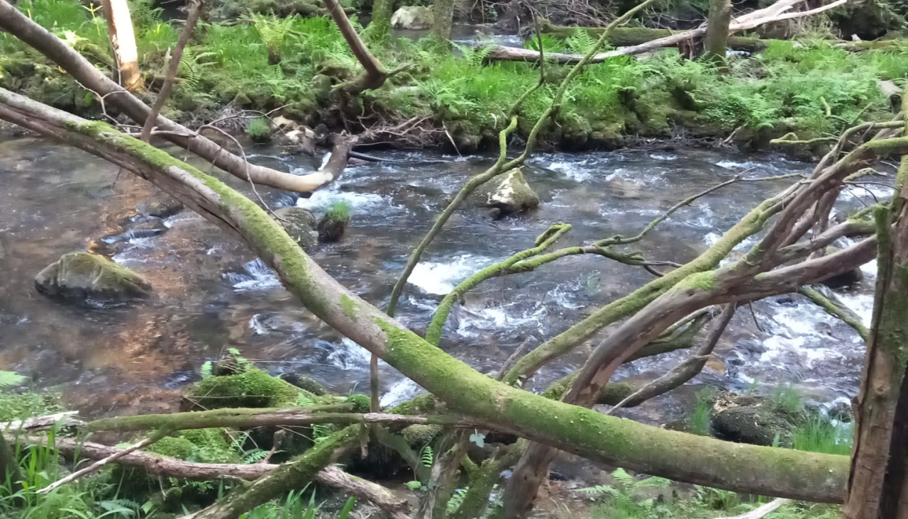 El BNG reclama actuaciones urgente de limpieza del cauce del río
