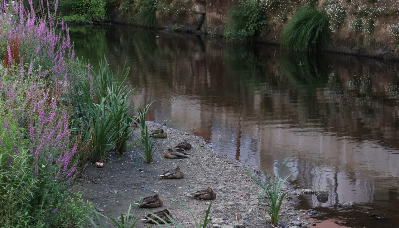 Río Anllóns a su paso por el centro de Carballo (3)