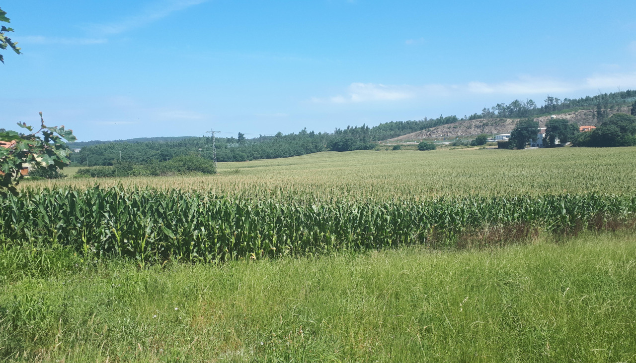 Un campo de maíz de la comarca de Bergantiños