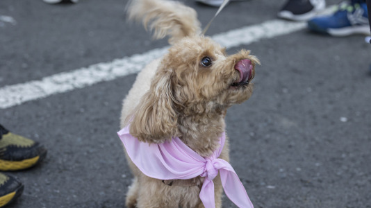 Andaina cancer coristanco 8