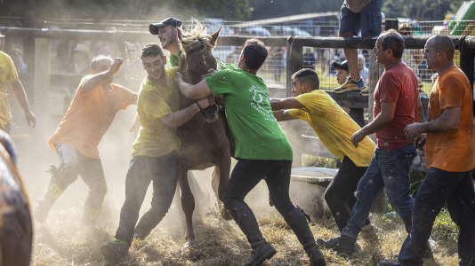 Rapa das bestas Vimianzo (31)